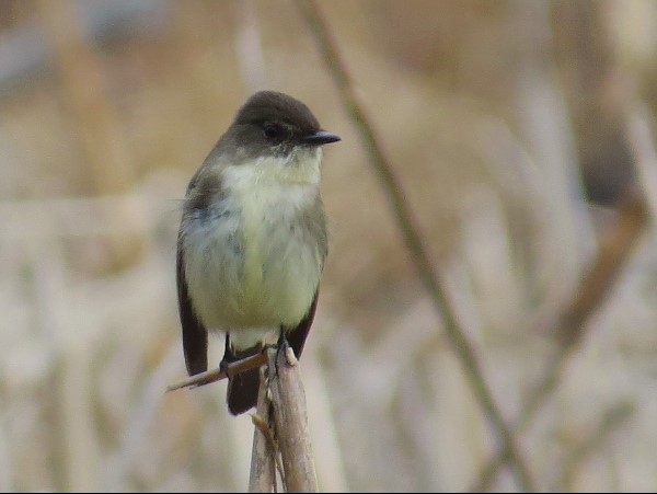 Eastern Phoebe - Larry Nichols