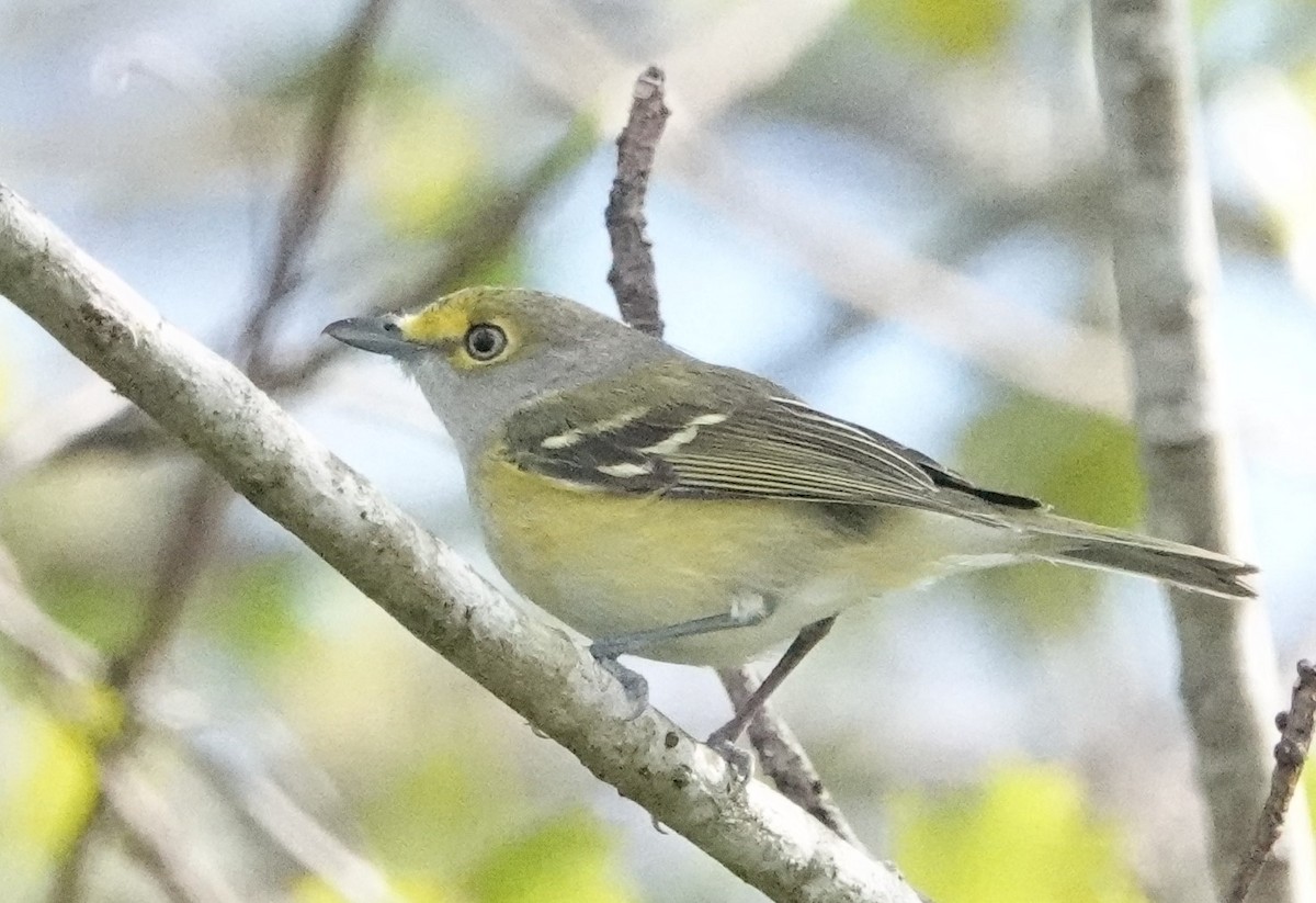 Ak Gözlü Vireo - ML614270448