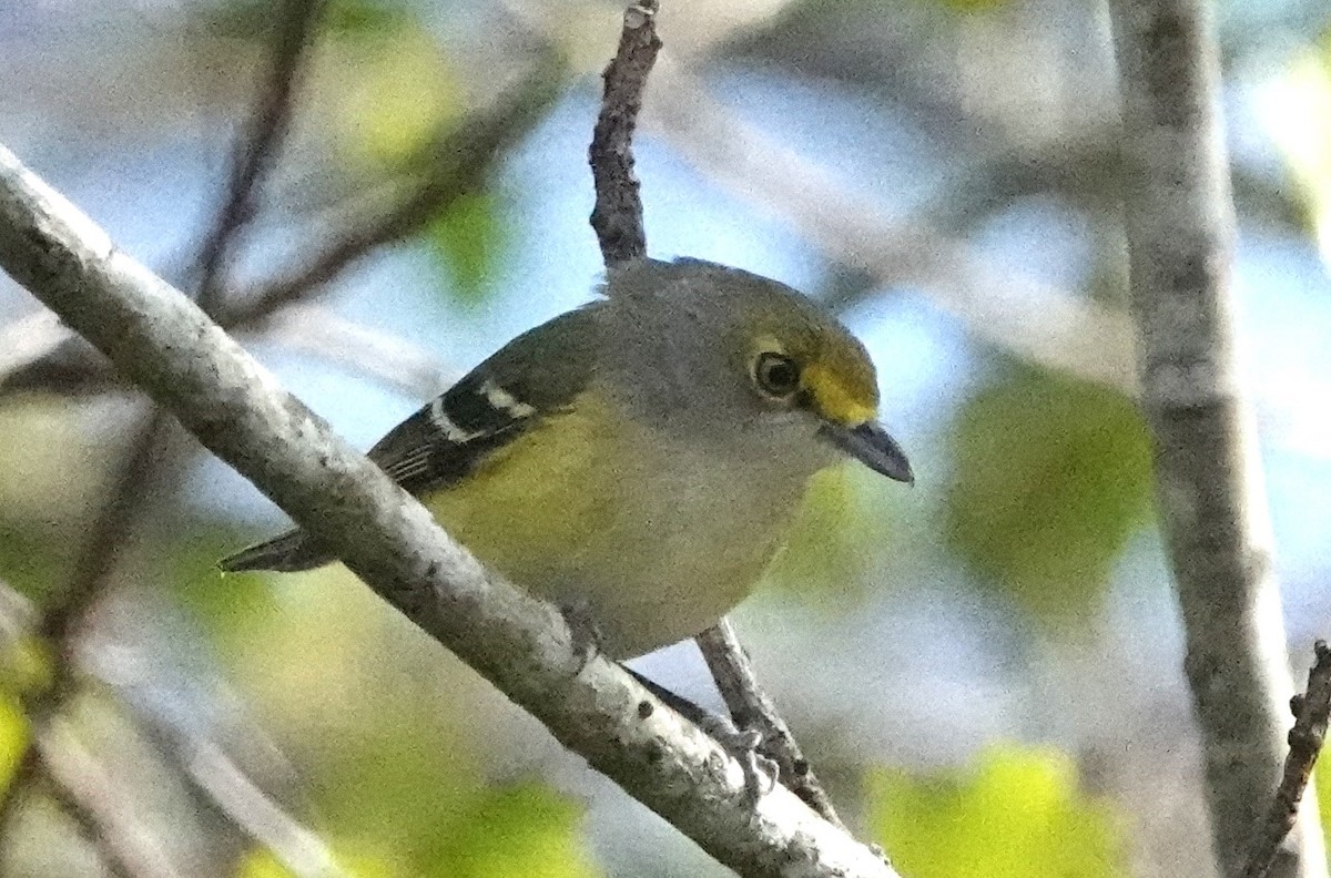 hvitøyevireo - ML614270449