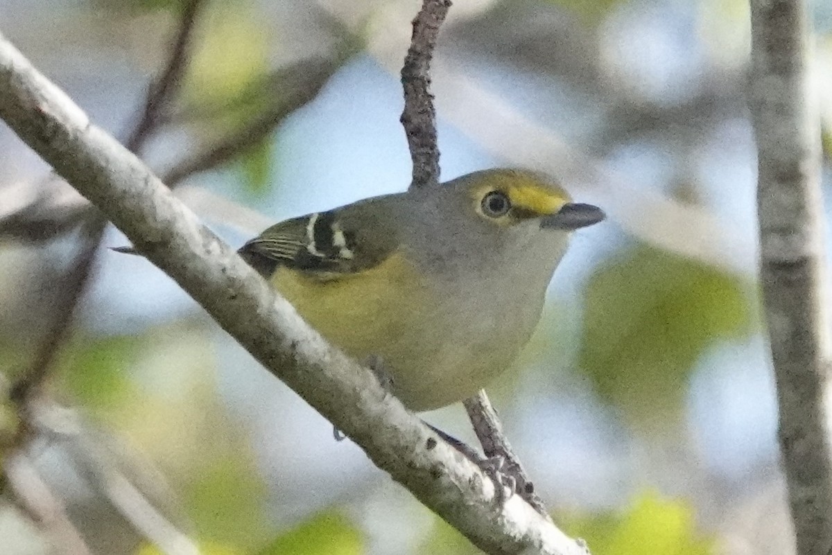 Ak Gözlü Vireo - ML614270450