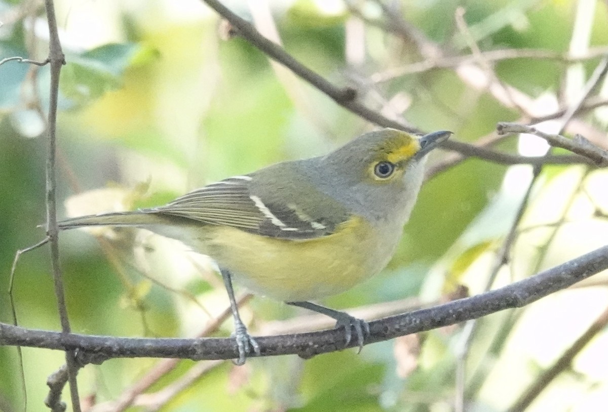 Ak Gözlü Vireo - ML614270451