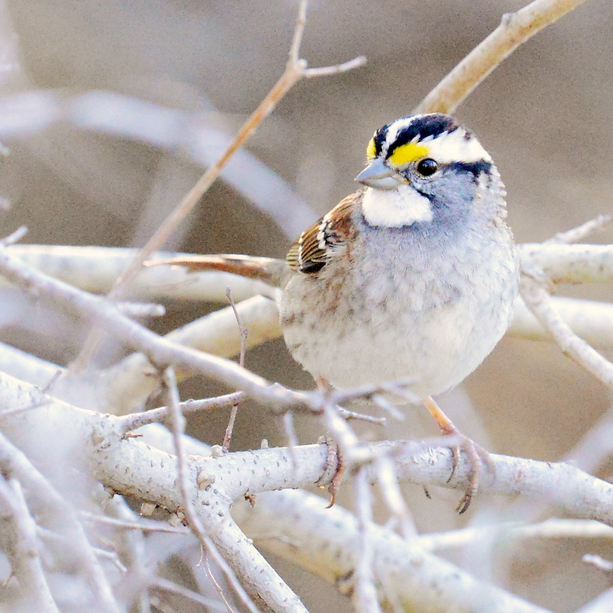 White-throated Sparrow - ML614270511