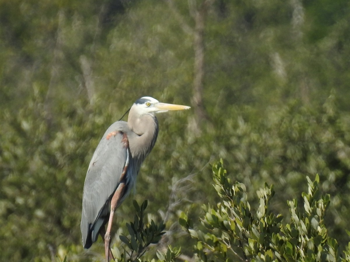 Great Blue Heron - ML614270553