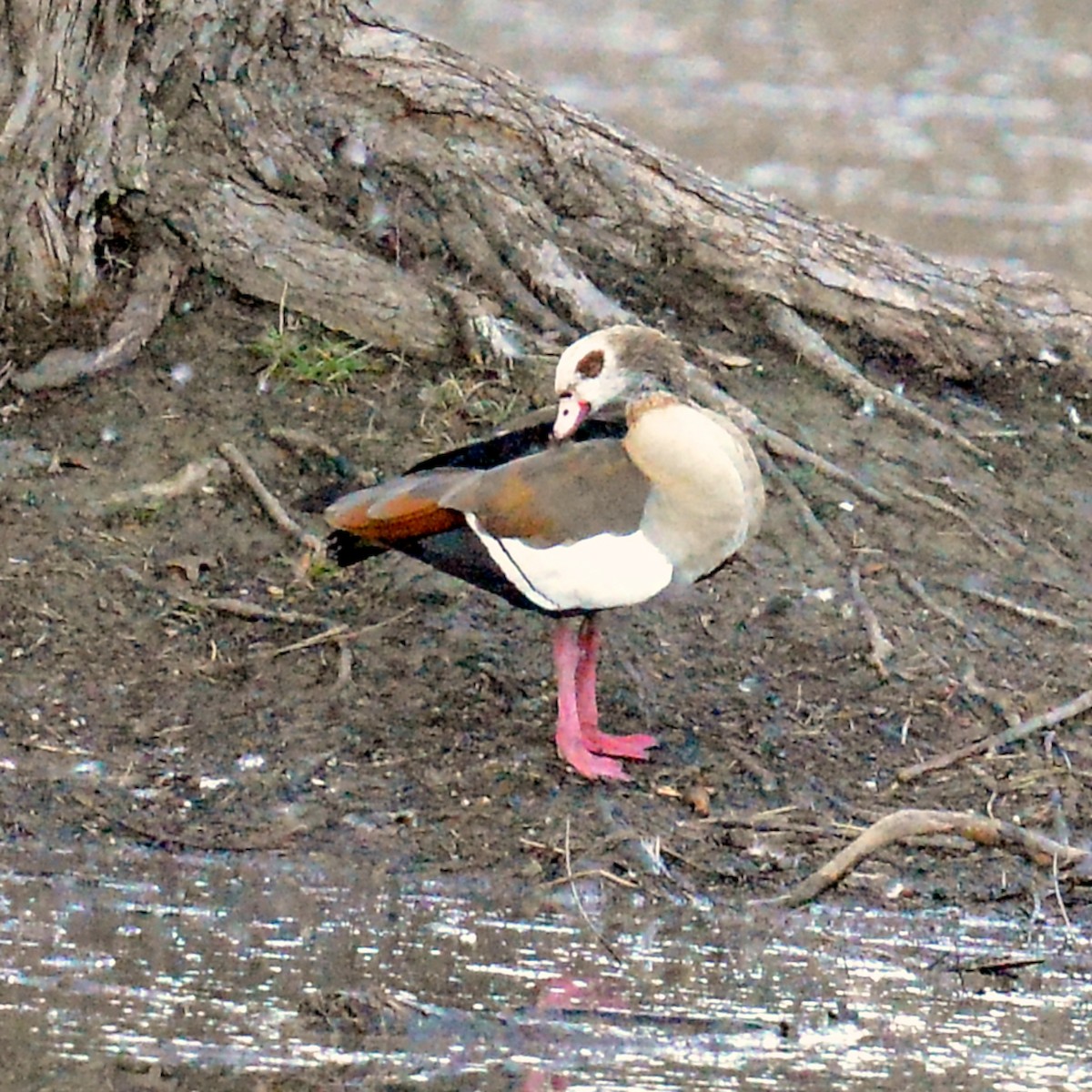 Egyptian Goose - ML614270583