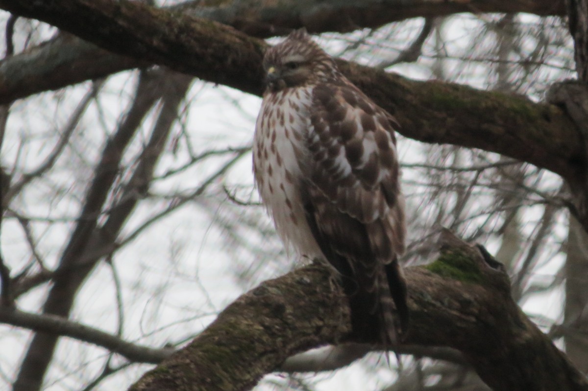 Red-shouldered Hawk - Cathy Lapain