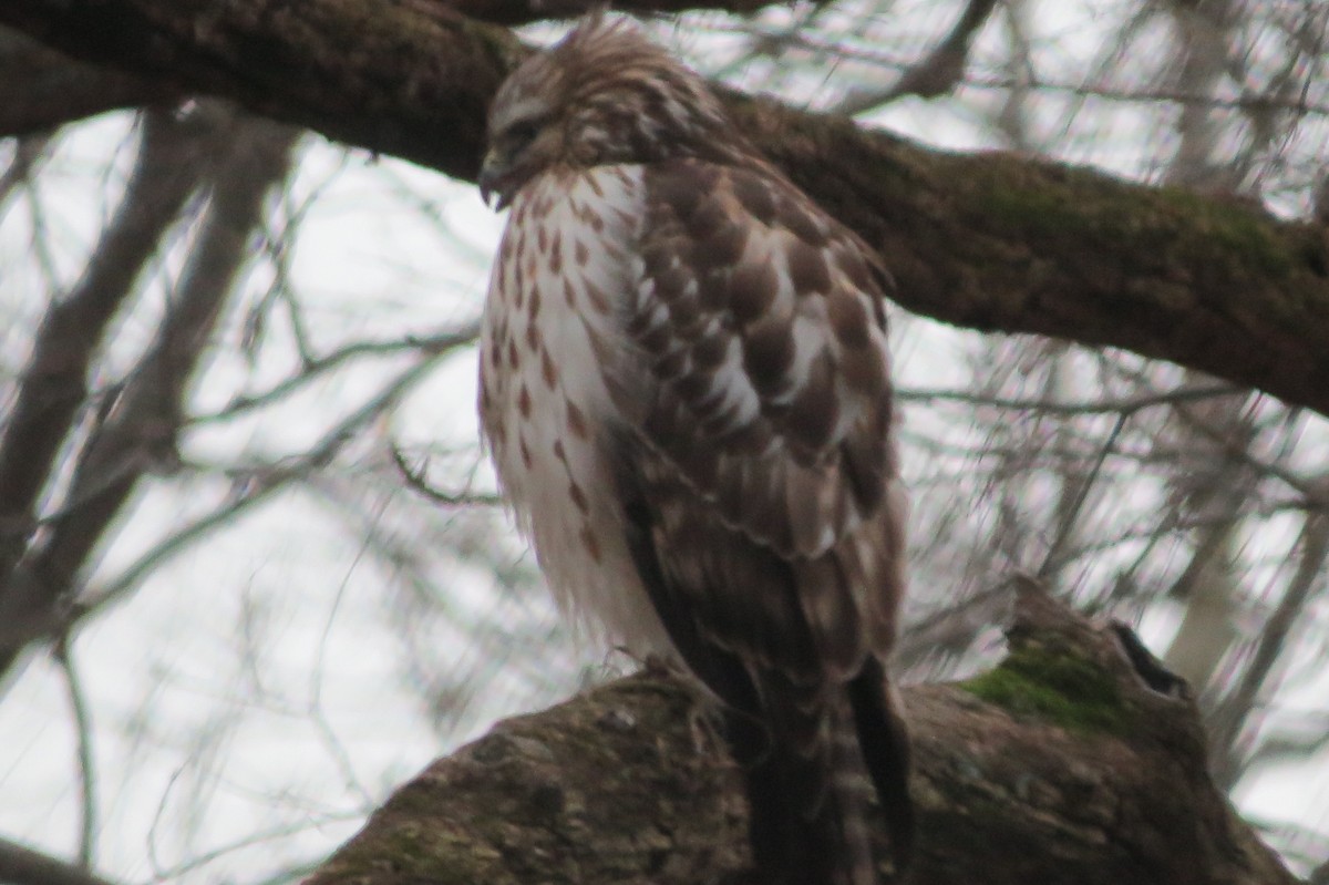 Red-shouldered Hawk - ML614270620