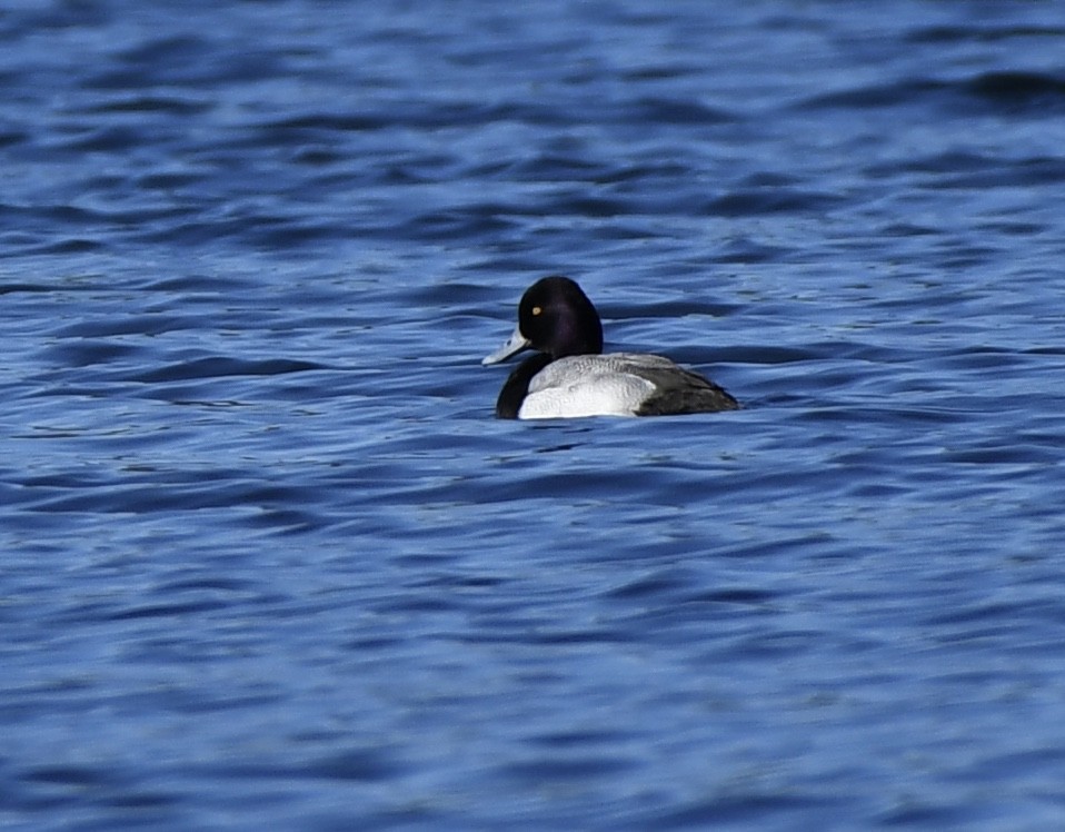 Lesser Scaup - ML614270674