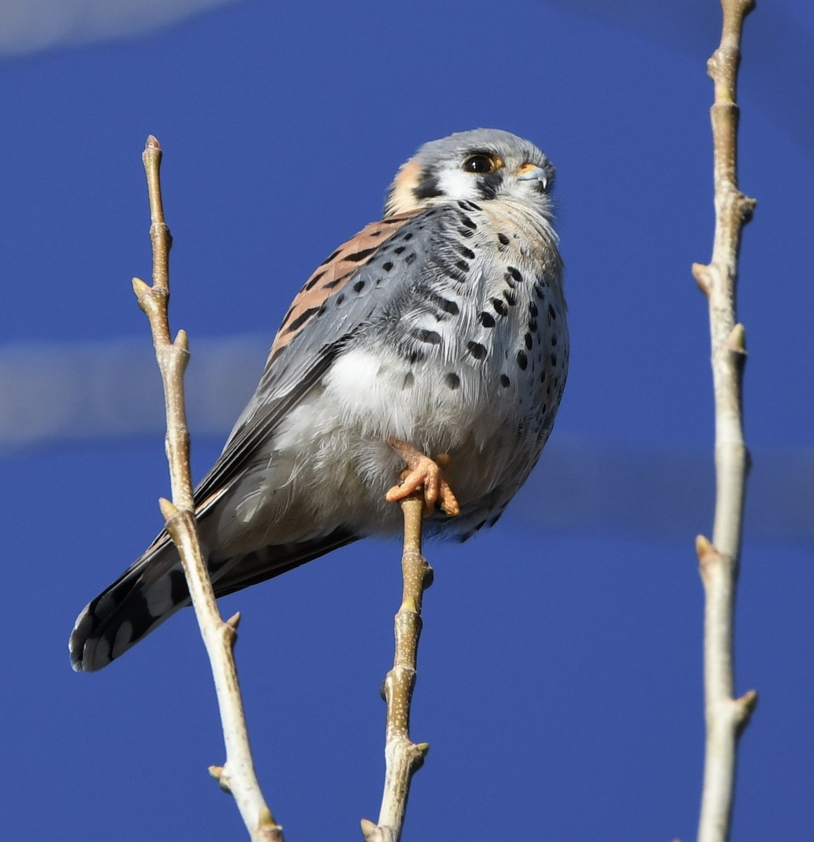 American Kestrel - ML614270722