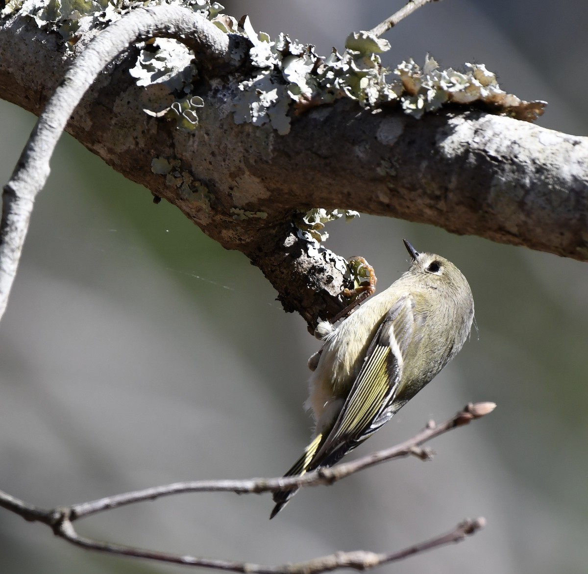 Ruby-crowned Kinglet - ML614270744