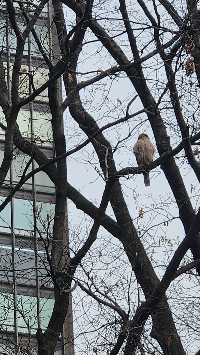 Cooper's Hawk - ML614270772