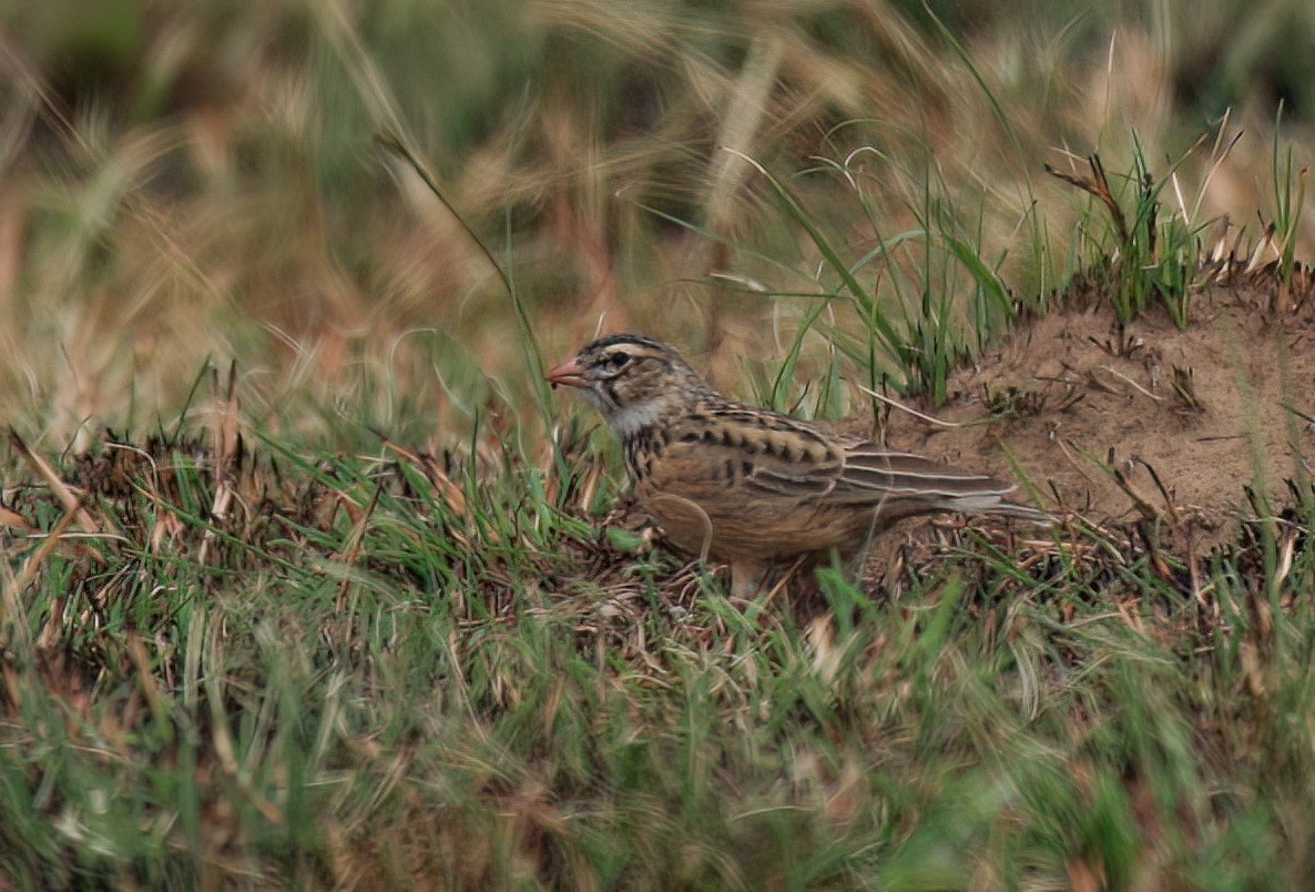 Pink-billed Lark - ML614270774