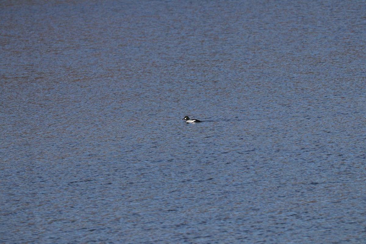 Common Goldeneye - ML614270785