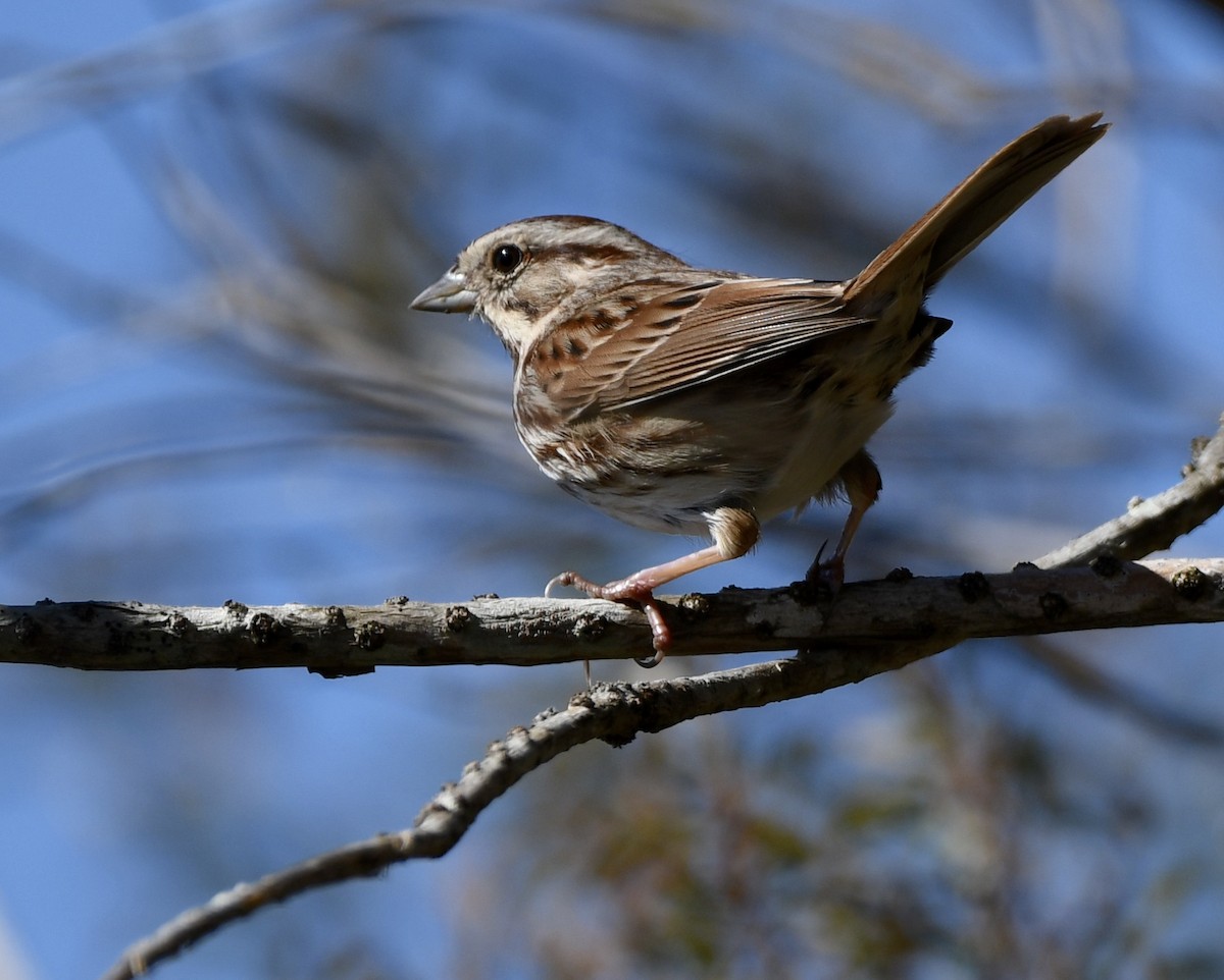 Song Sparrow - ML614270805