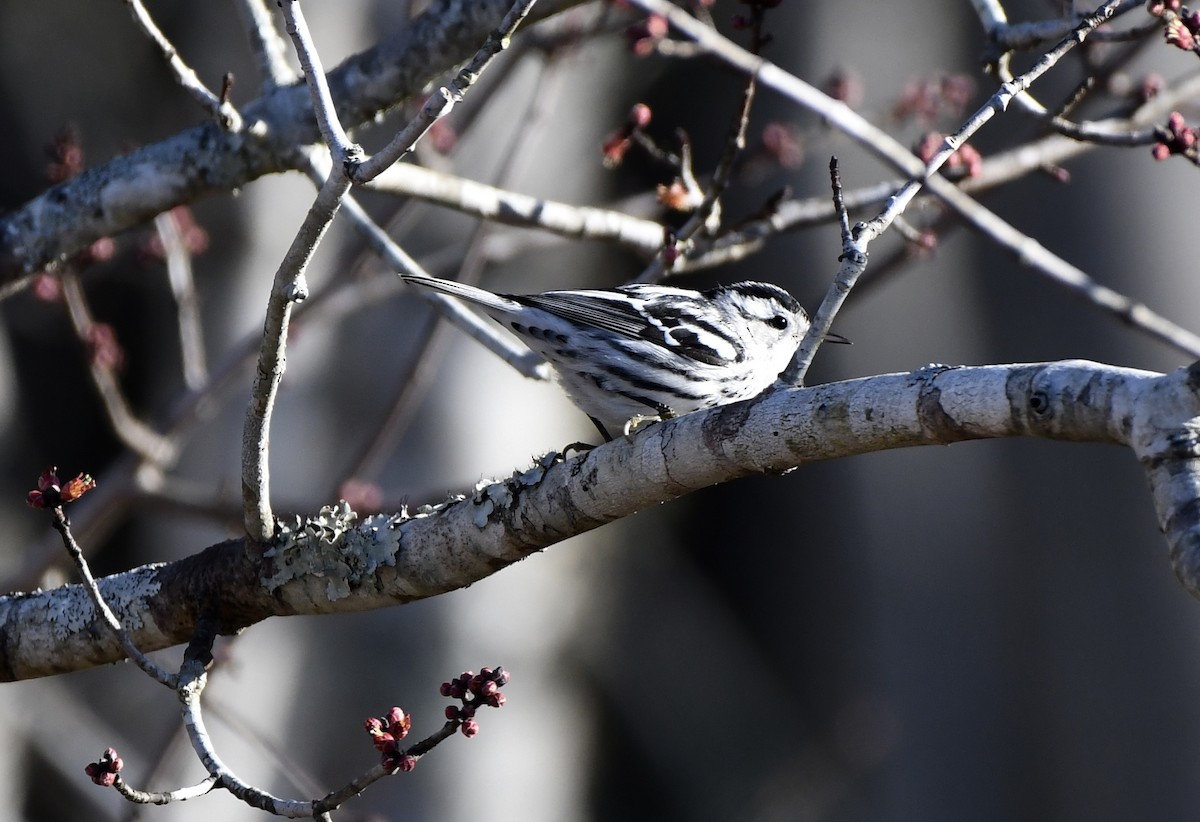 Black-and-white Warbler - ML614270829