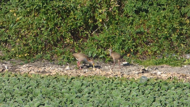 Giant Wood-Rail - ML614270833