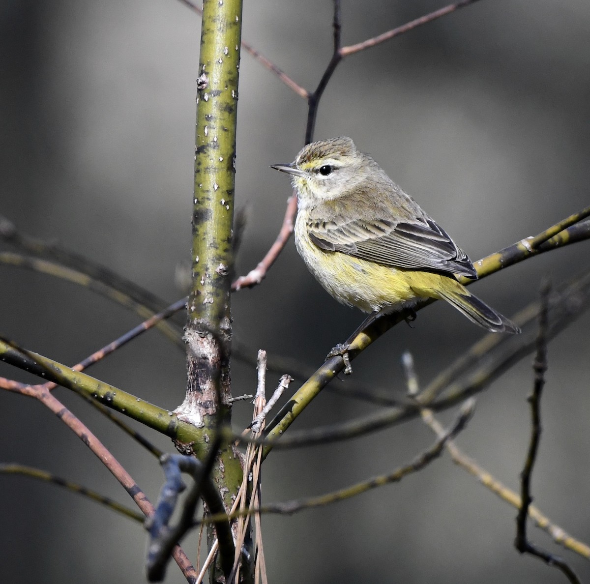 Palm Warbler - ML614270849