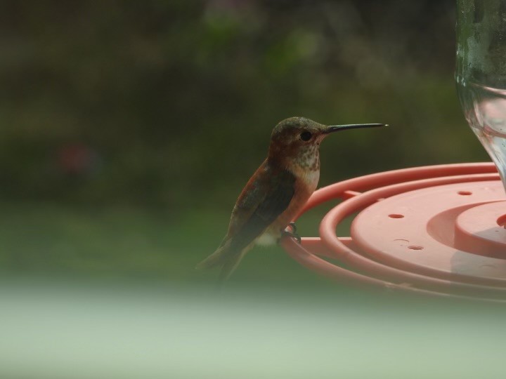 Rufous Hummingbird - Nancy Newton