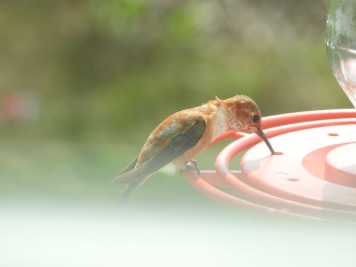 Rufous Hummingbird - Nancy Newton