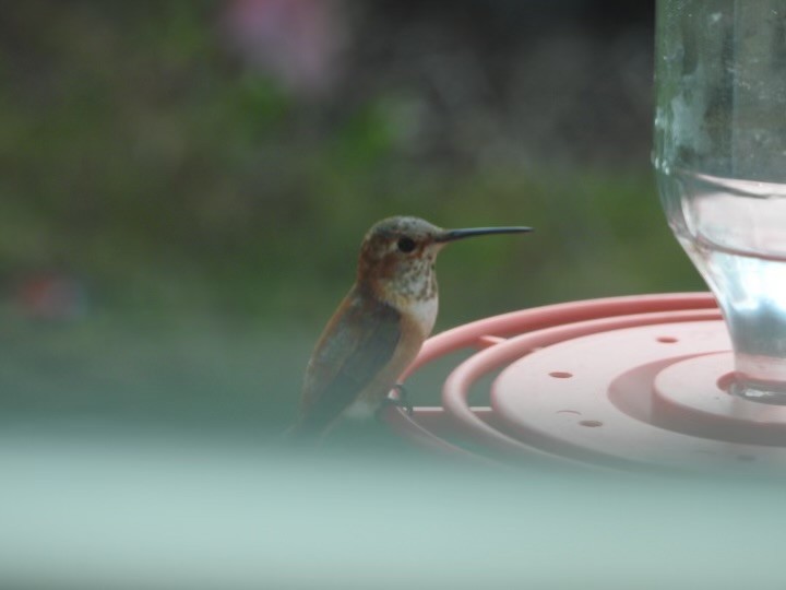 Rufous Hummingbird - ML614270863