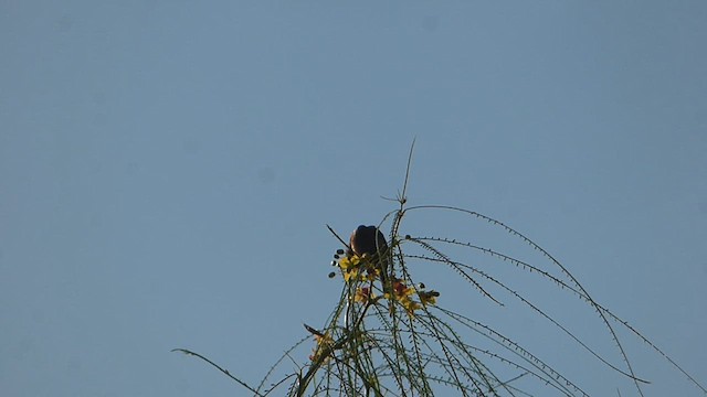 Dark-throated Seedeater - ML614270865