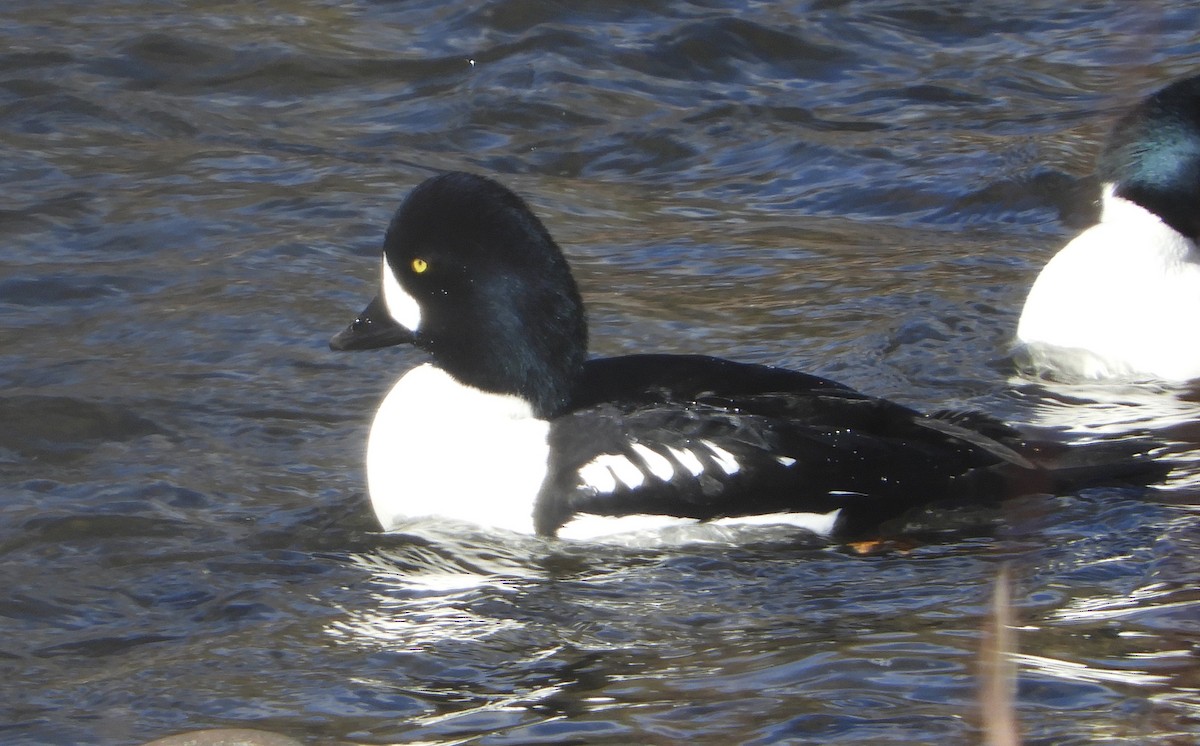 Barrow's Goldeneye - Sue Plankis