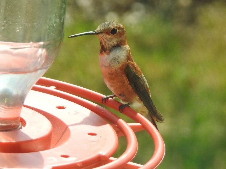 Rufous Hummingbird - ML614271303