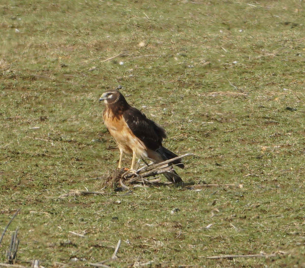 Northern Harrier - ML614271336