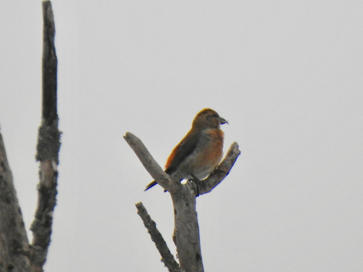 Red Crossbill - Don Clark