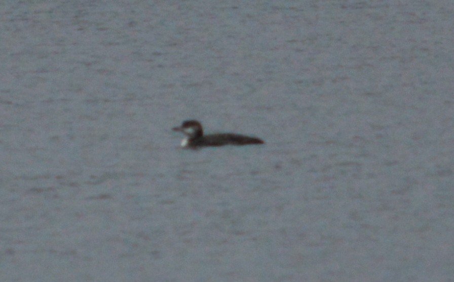 Common Loon - John Keeley