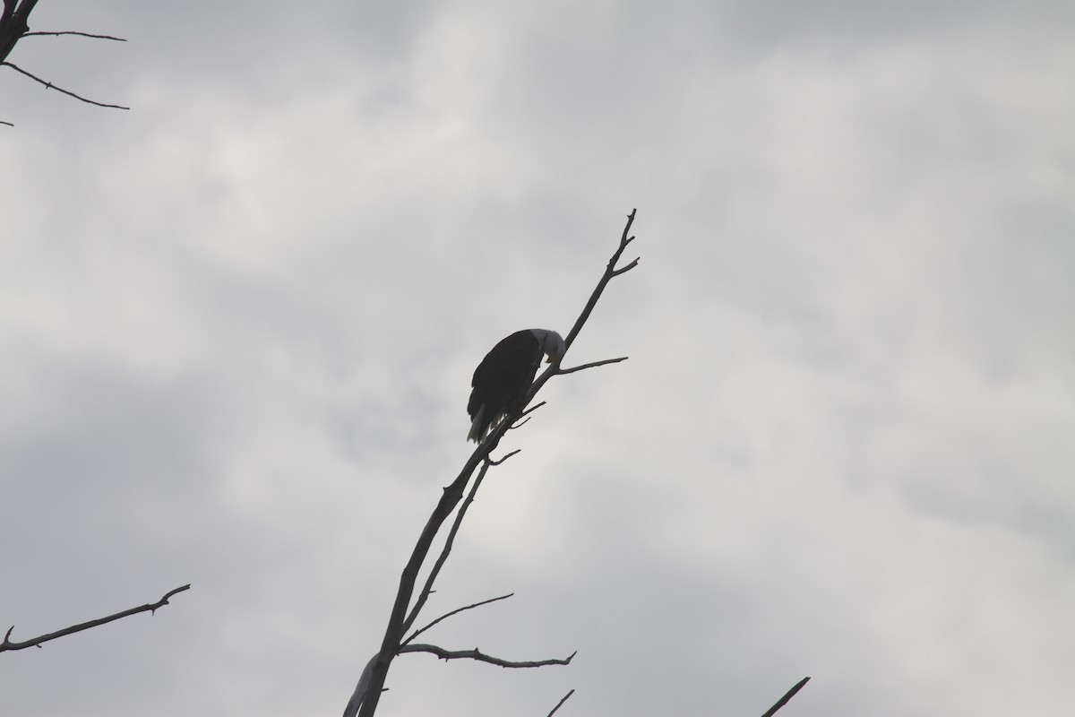 Bald Eagle - Gary Roberts