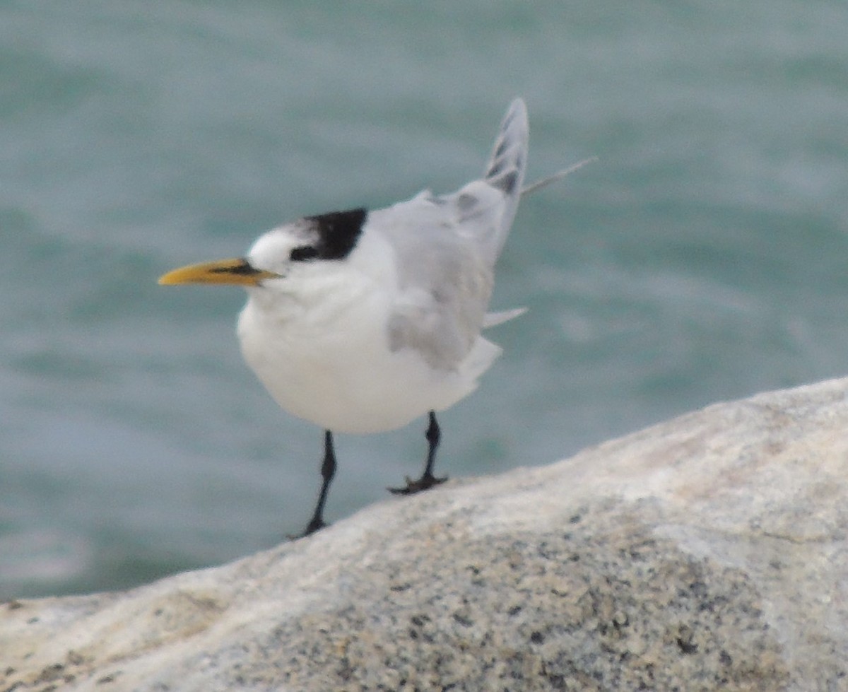 Sandwich Tern (Cayenne) - ML614271441