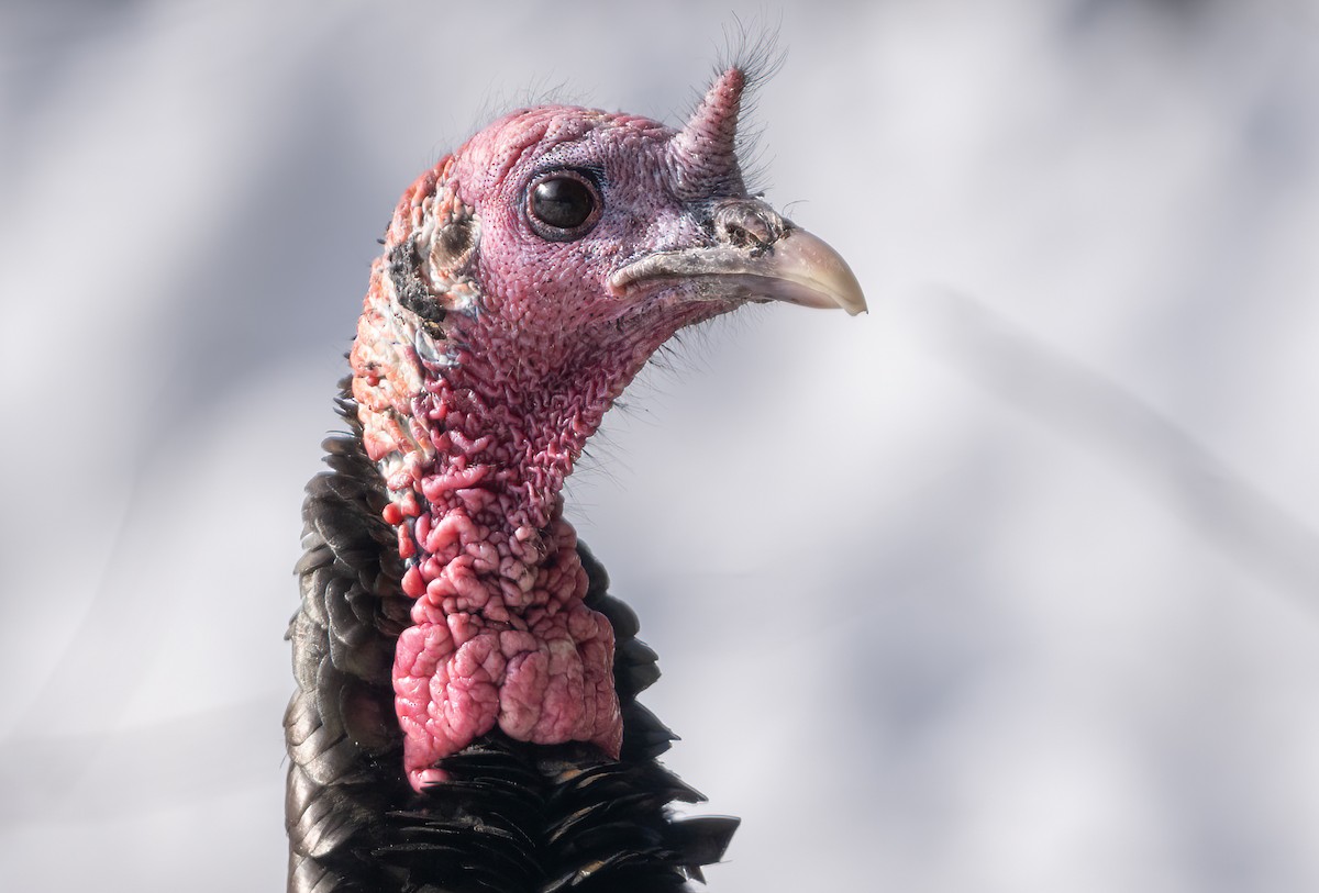 Wild Turkey - ML614271448