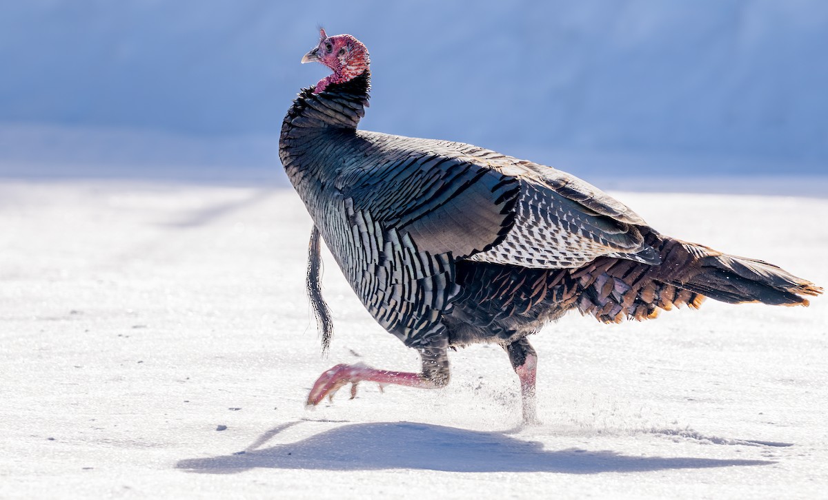 Wild Turkey - ML614271449