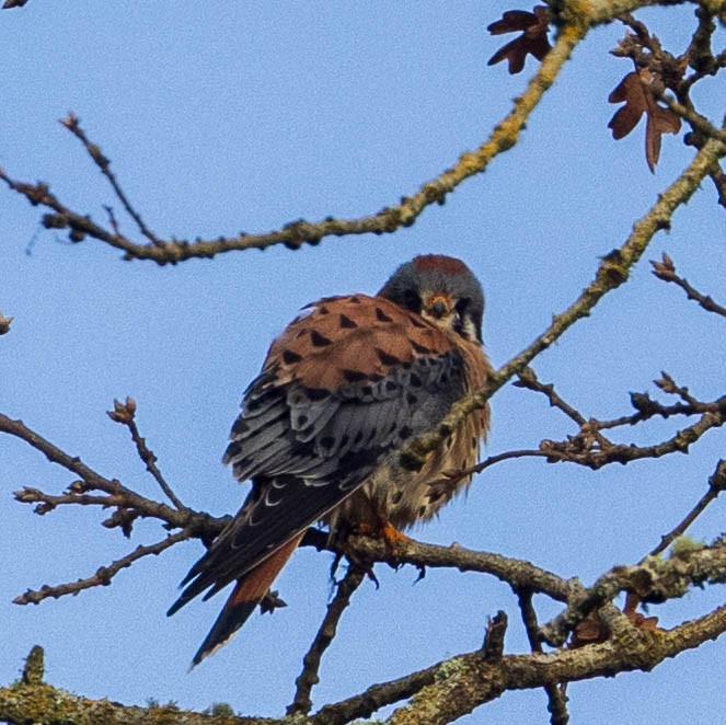 American Kestrel - ML614271475