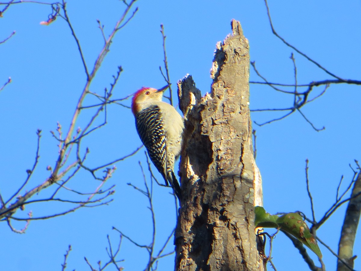Red-bellied Woodpecker - David Youker