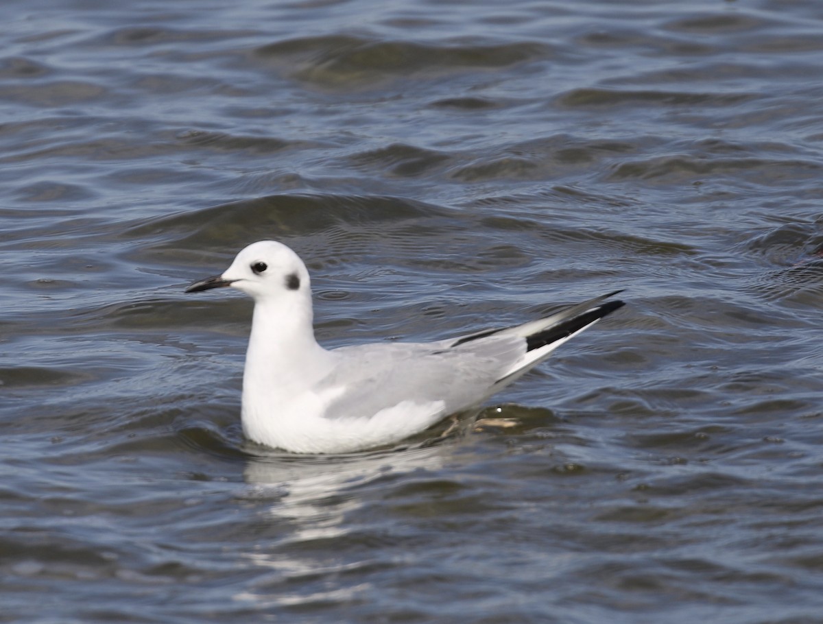 Bonaparte's Gull - ML614271499