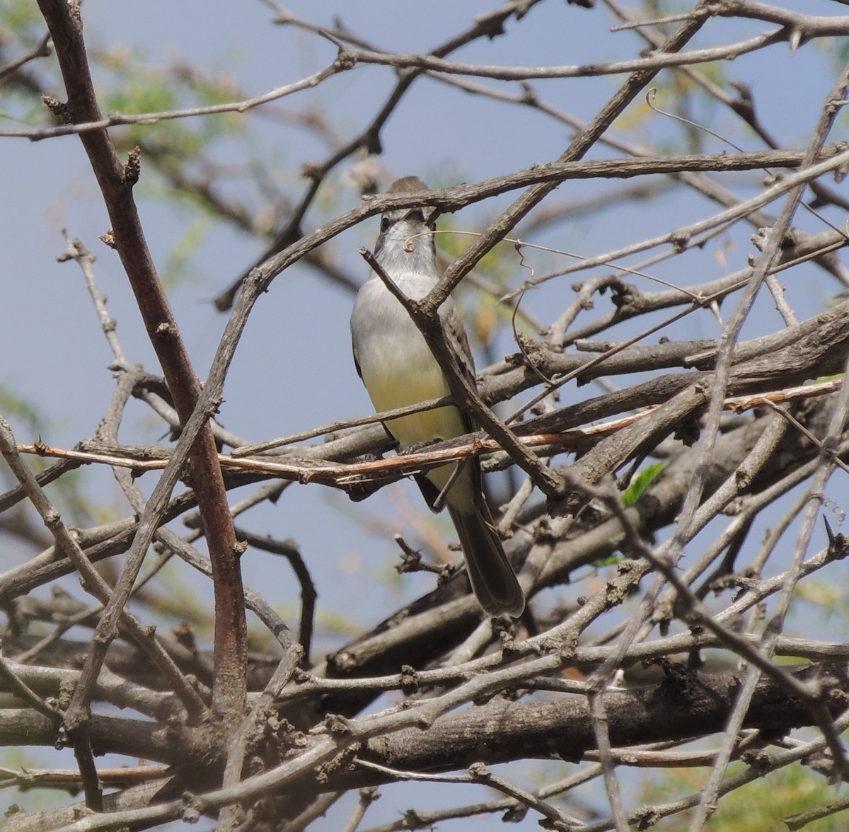 Northern Scrub-Flycatcher - Peter Bono