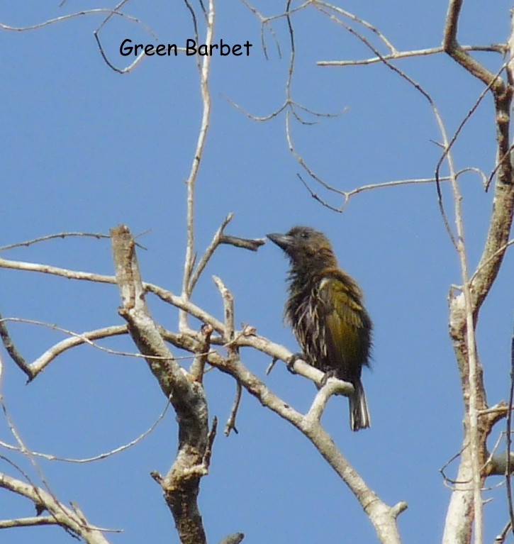 Green Barbet - Bob Curry