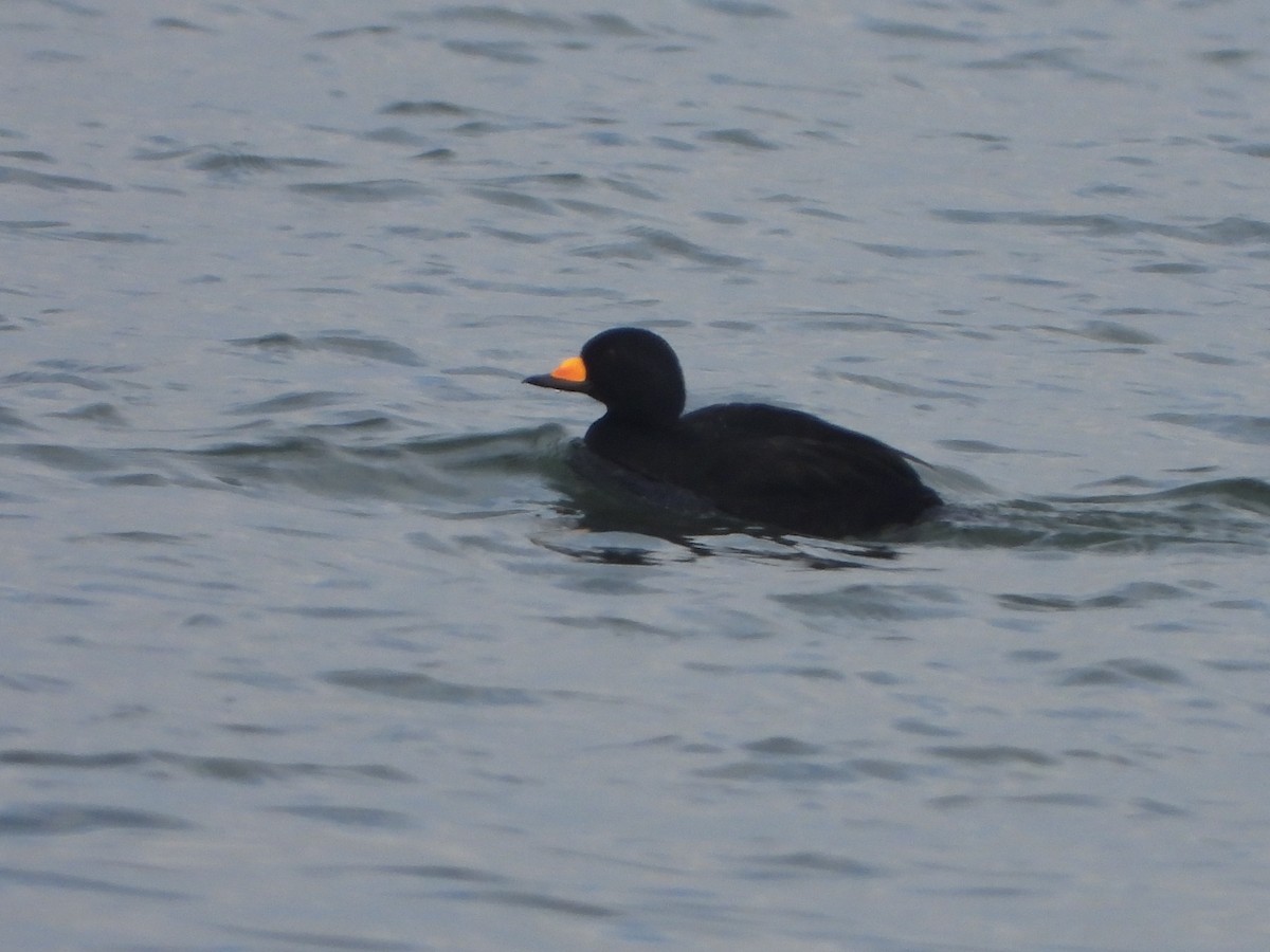 Black Scoter - ML614271630