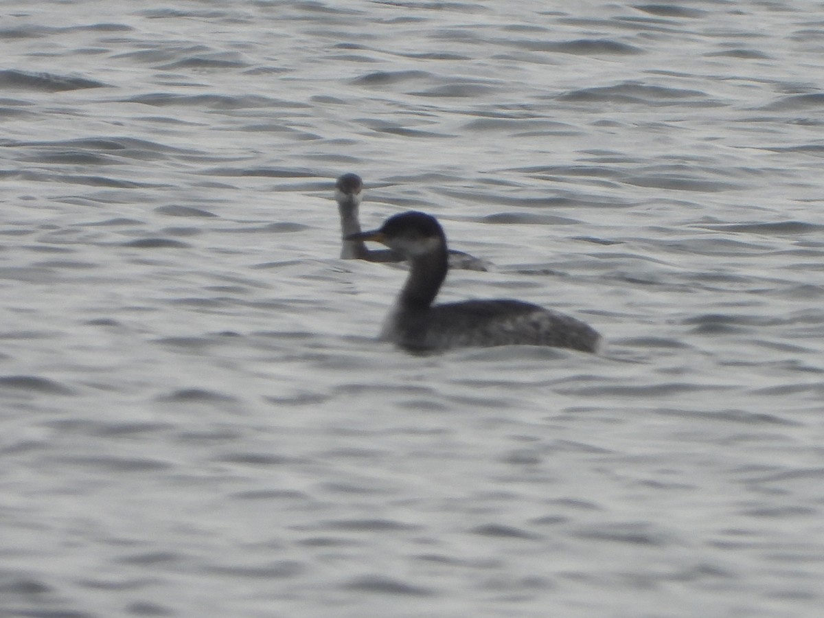 Red-necked Grebe - jeffrey kramer