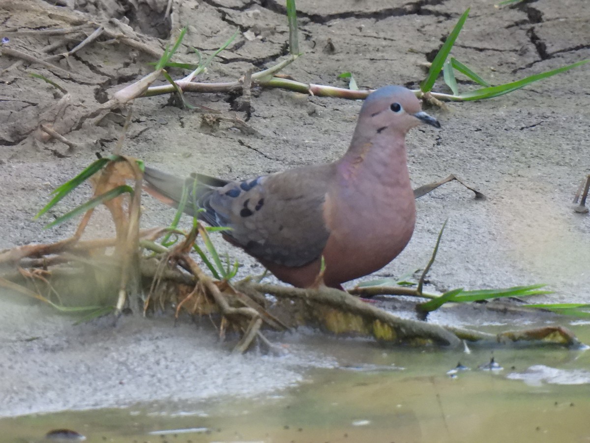 Eared Dove - ML614271653