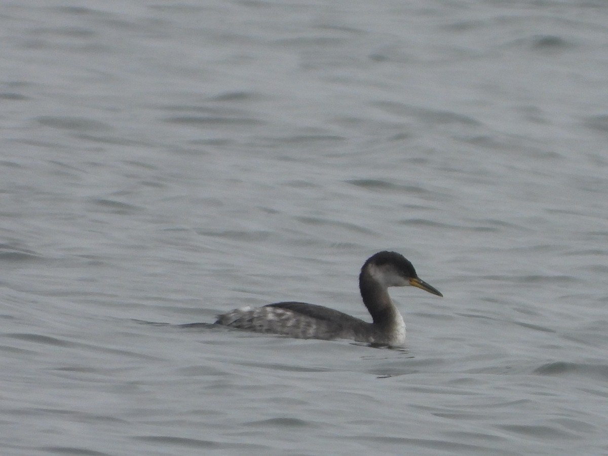Red-necked Grebe - ML614271672