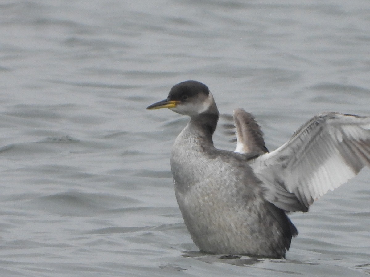 Red-necked Grebe - ML614271692