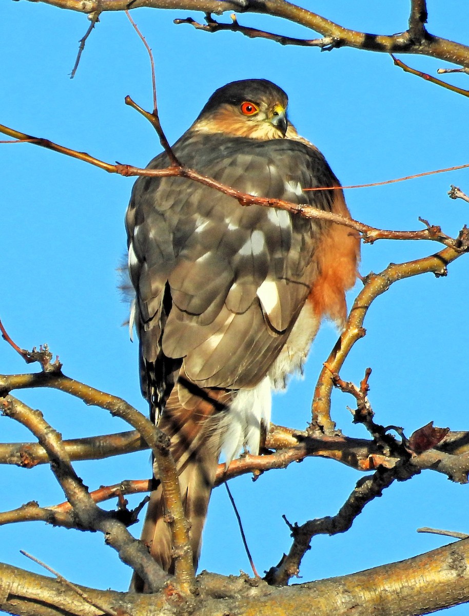 Sharp-shinned Hawk - ML614271700