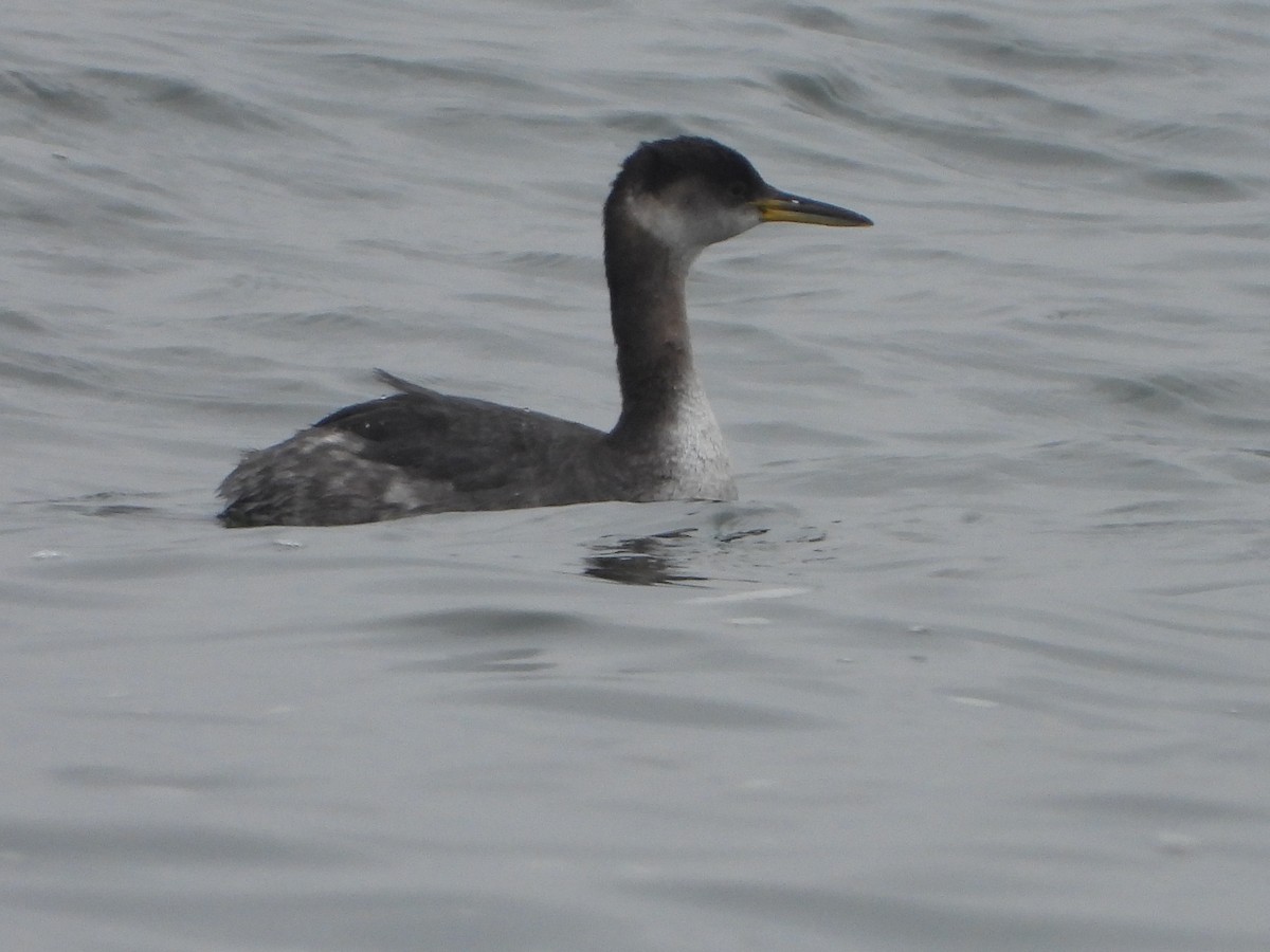 Red-necked Grebe - ML614271706