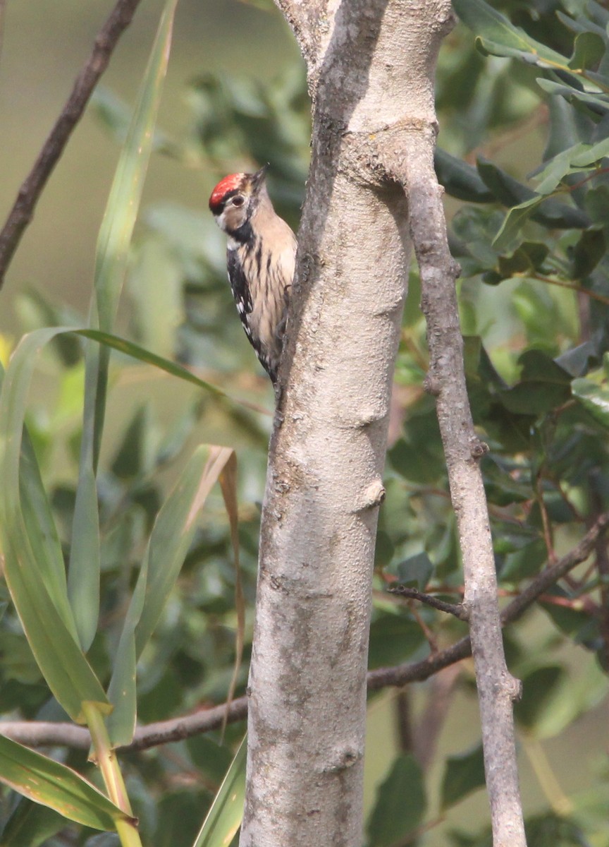 Lesser Spotted Woodpecker - ML614271776