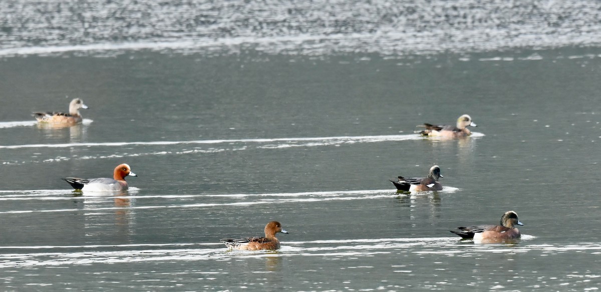 Eurasian Wigeon - ML614271797