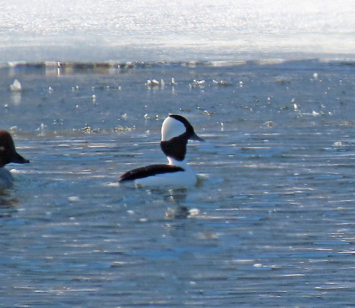 Bufflehead - ML614271805