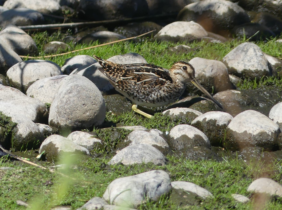 Magellanic Snipe - joaquin vial