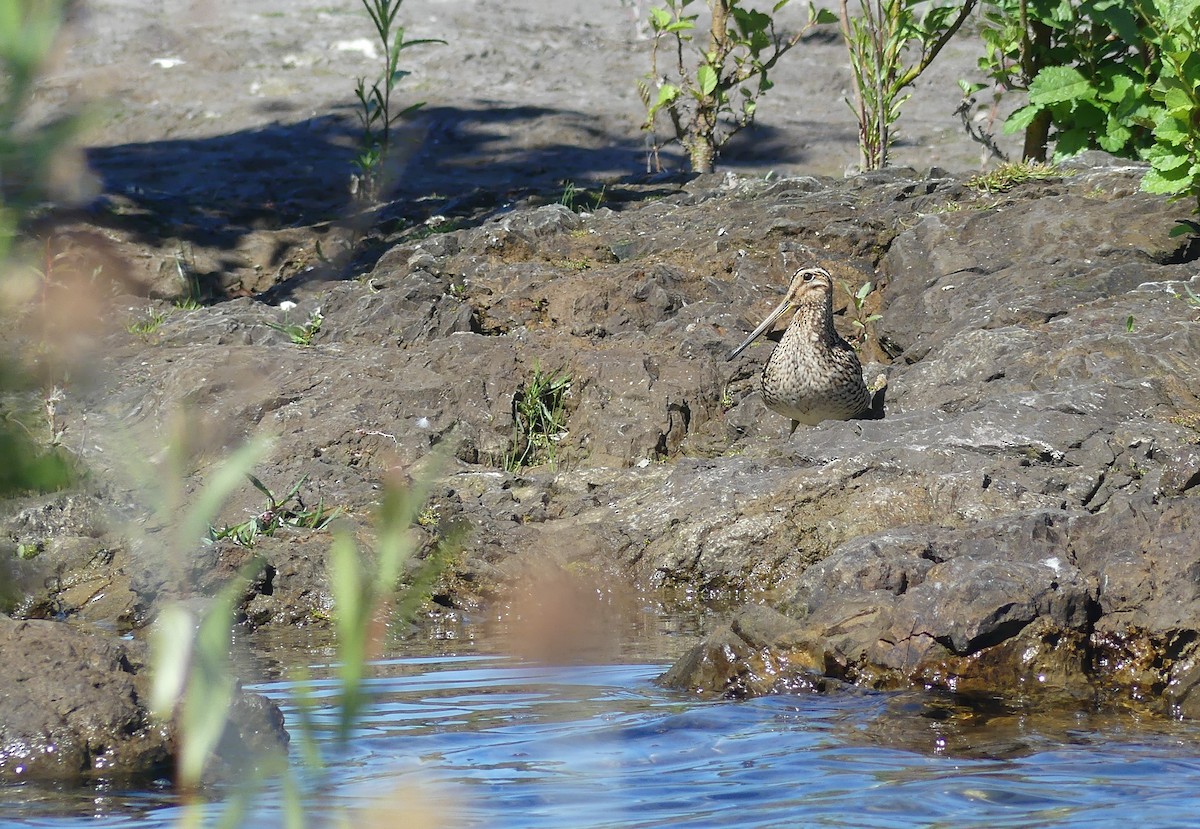 Magellanic Snipe - ML614271844